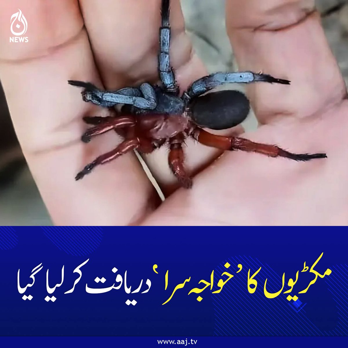 miankhuramwatto's tweet image. ✍️ یہ دریافت ایک فیس بک پوسٹ سے شروع ہوئی ، جس میں ایک غیر معمولی مکڑی کی تصویر دکھائی گئی تھی۔

🔗 Complete news link 👇
aaj.tv/news/30491780/…

#AajNews #spider #shockingfacts #discovery #newdiscovery #spiderfist #MianKhurramShahzad #Thailand #mksw85official