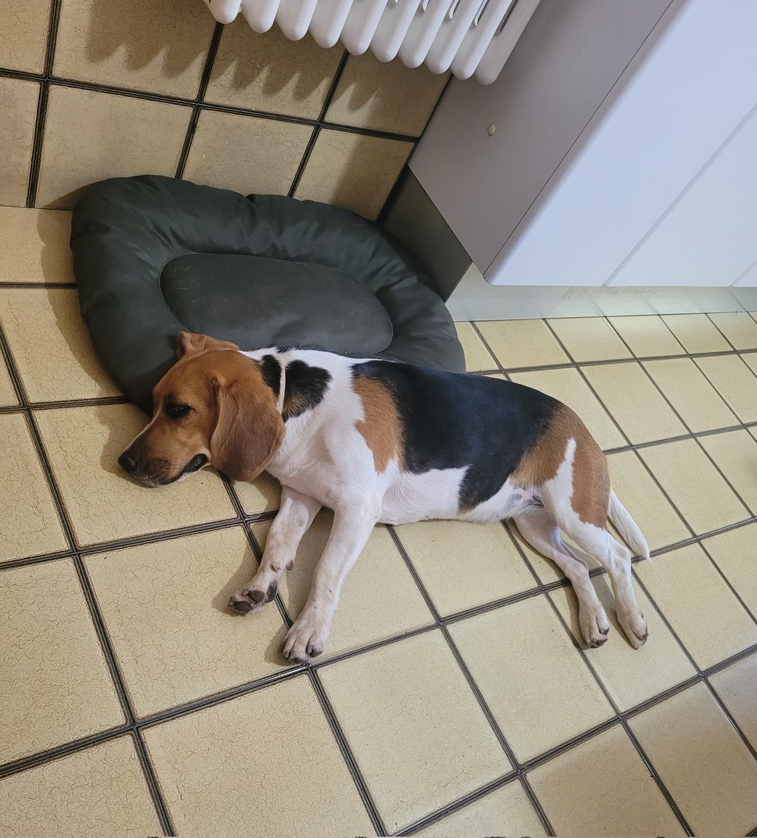 ValentinaBoop's tweet photo. È stata smarrita NINA, la beagle di papà, in zona Beneventano/Busita/Villa Real a Modica (RG) intorno alle 13/14. 
Vi prego, vi prego fate girare. 
Aiutatemi https://t.co/wEXStEfLLb