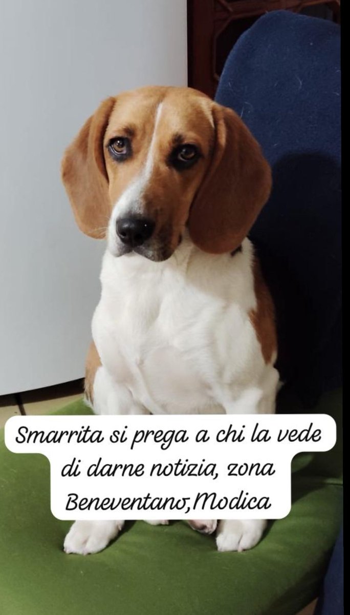 ValentinaBoop's tweet photo. È stata smarrita NINA, la beagle di papà, in zona Beneventano/Busita/Villa Real a Modica (RG) intorno alle 13/14. 
Vi prego, vi prego fate girare. 
Aiutatemi https://t.co/wEXStEfLLb