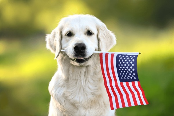 FinanceWolves's tweet image. Happy Veteran&apos;s Day!