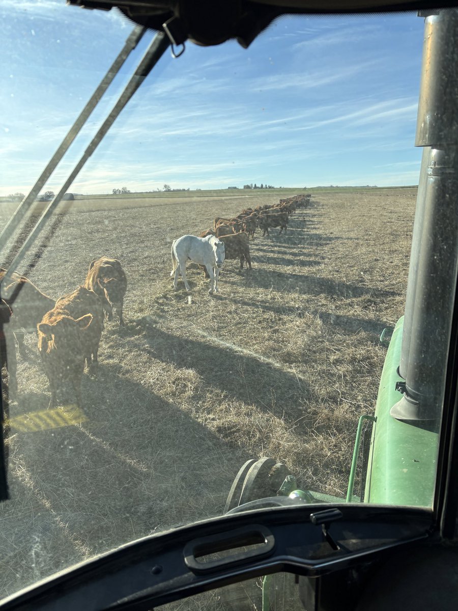 Grindsnet's tweet photo. Ever seen a horse that likes cows better than other horses? https://t.co/lvtrdiIeLQ