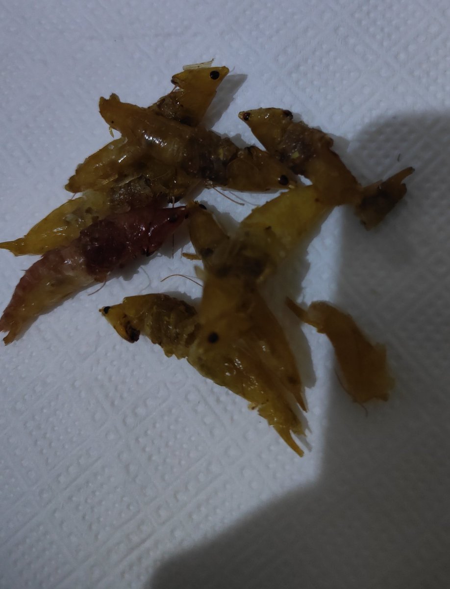 Guys do not buy Nsenene without tasting jaribu ,I have just discovered that raw Nsenene tastes like raw white ants ,awwweh...