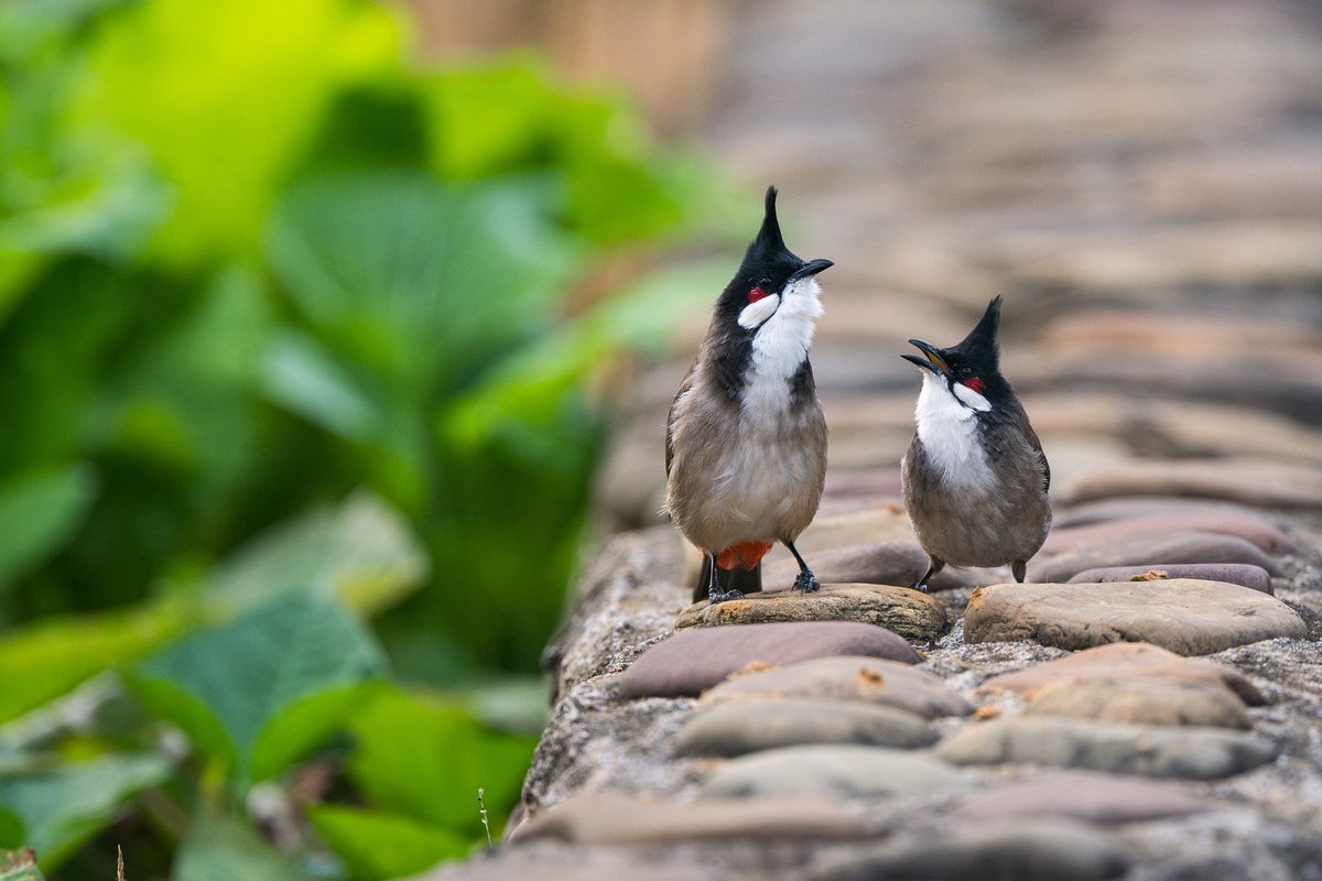 Red-whiskered Bulbul
#BirdsSeenIn2025