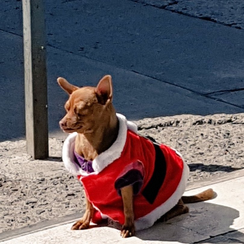 Cuando apenas es noviembre pero el frente frío hace que te pongas en modo navideño. ❄️