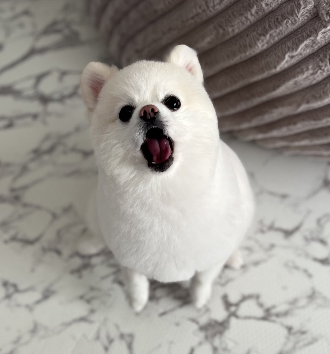 ぼく、ポメラニアンのぽんちゃん！ (@boku_ponchan) / Highlights / X