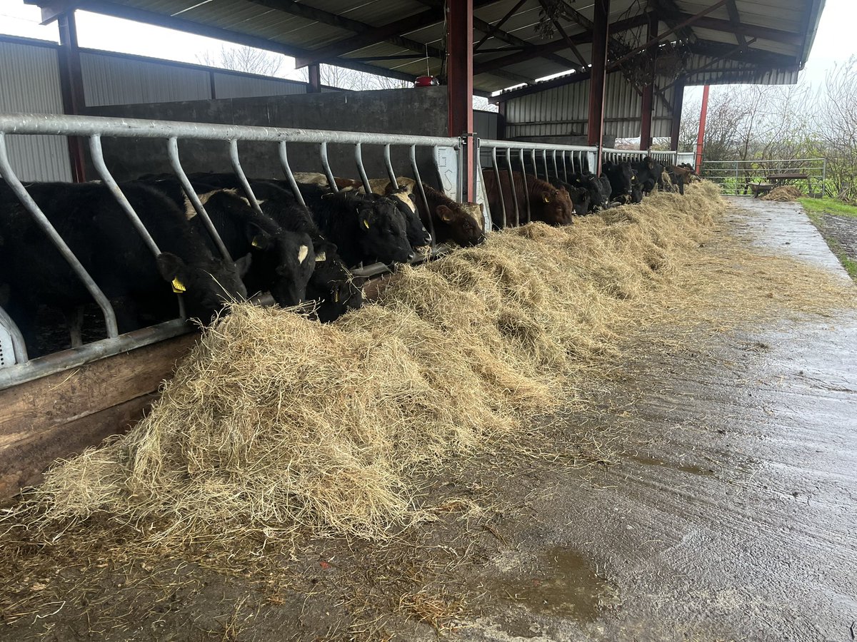 All fed and watered for today,it’s hard to beat the smell of fresh hay!!