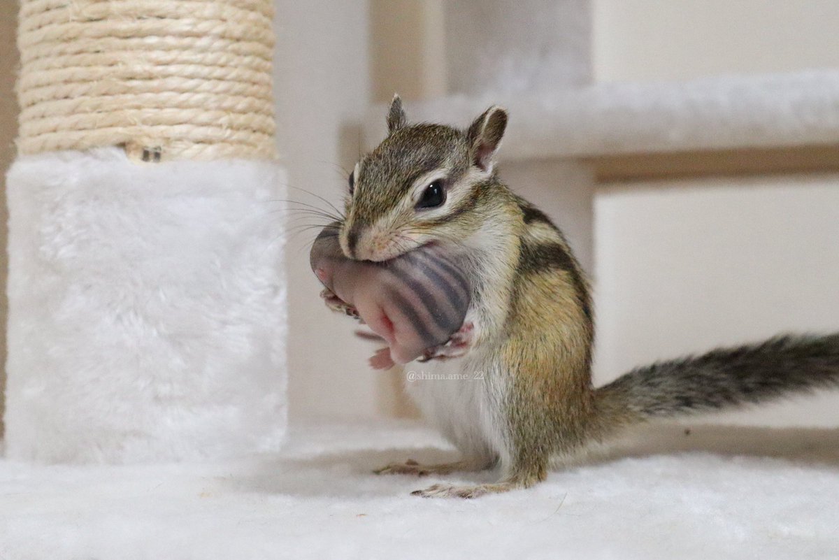 由 (@chiyuri1022) / Posts / X