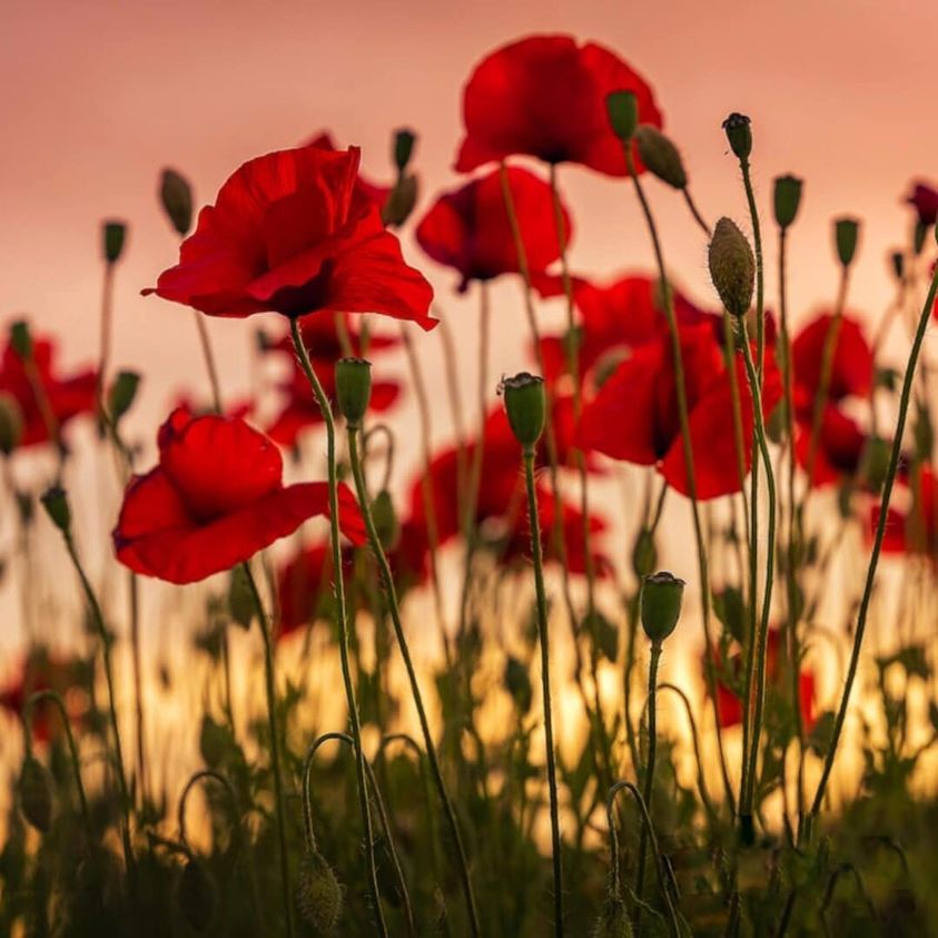 hsc_uk's tweet photo. They shall grow not old, as we that are left grow old: 
Age shall not weary them, nor the years condemn. 
At the going down of the sun and in the morning 
We will remember them. https://t.co/bw7TyuGJf6