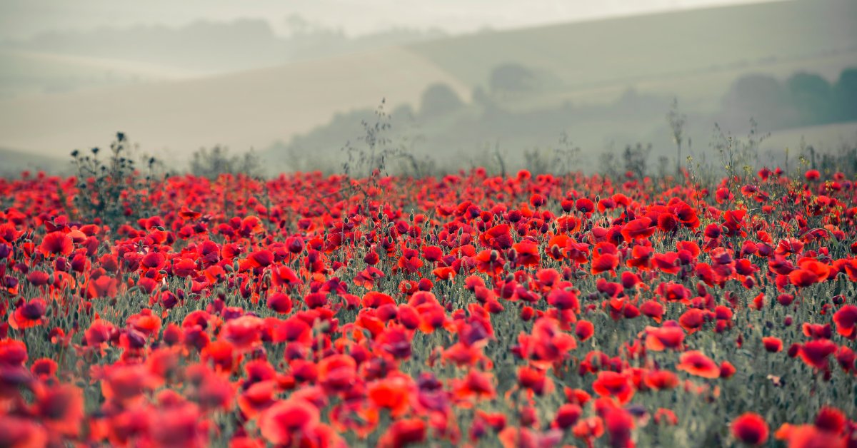 Structure_flex's tweet image. Today, we pause to remember and honour all those who served in WWI and WWII.

Their bravery and sacrifice are an inspiration to us all - and something we will never forget.

We will remember them 🌺

#ArmisticeDay