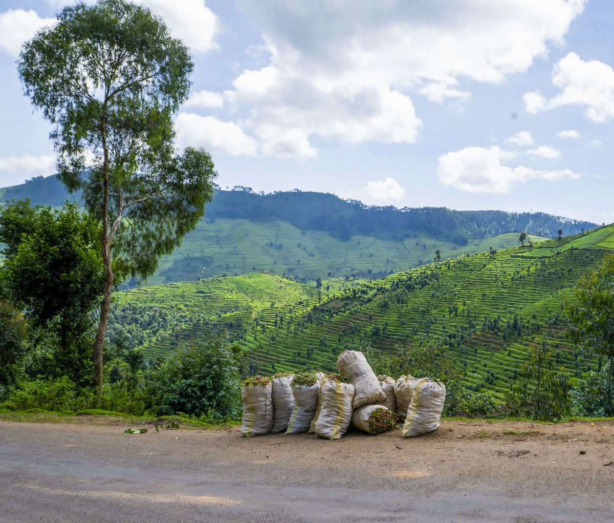 Photos: In Nyabihu, farmers and livestock keepers commend the improved road infrastructure developed in their area, noting that it has enhanced their livelihoods by facilitating faster &amp; more convenient access to markets for their produce.
#RwandaWorks👉
lnkd.in/dMRvGEhB