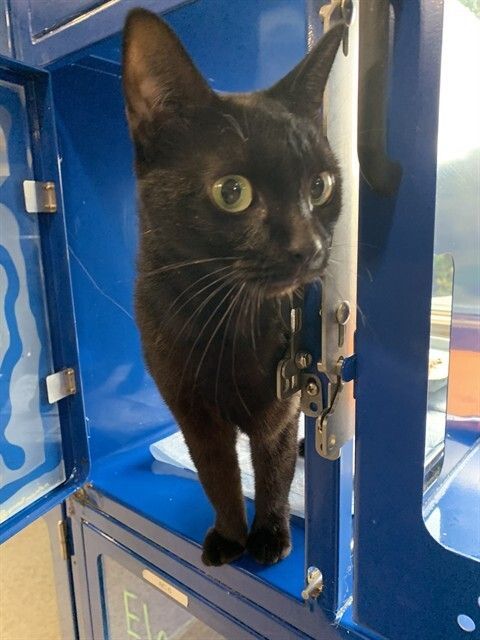 HSCCMaryland's tweet image. 🐱🐔 New Arrivals!
Cats, kittens &amp;amp; barn animals are ready to find their forever (or farm) homes! 💛
Stop by HSCC during open hours or visit 🌐 hscarroll.org/adoption

#HSCC #AdoptDontShop #RescueCats #BarnAnimals #AdoptLocal