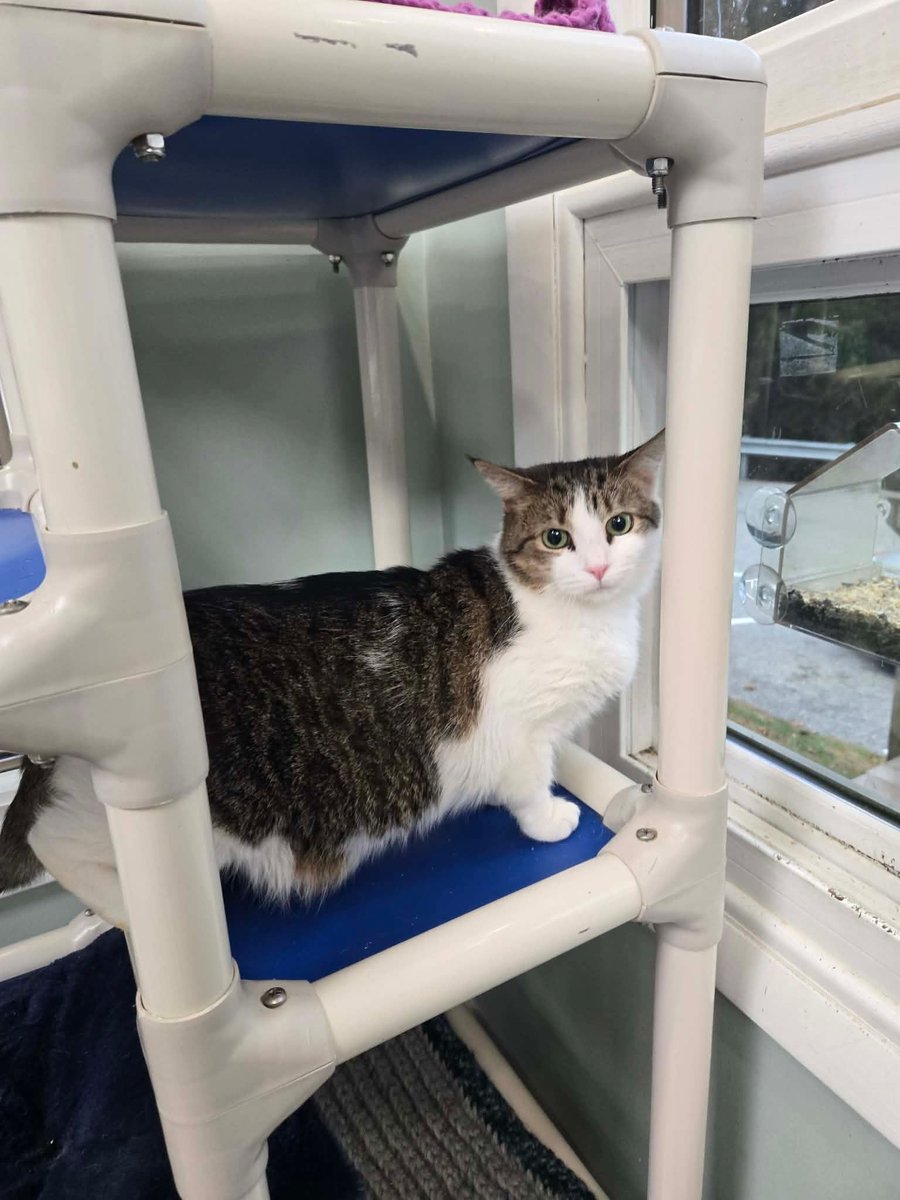 HSCCMaryland's tweet image. 🐱🐔 New Arrivals!
Cats, kittens &amp;amp; barn animals are ready to find their forever (or farm) homes! 💛
Stop by HSCC during open hours or visit 🌐 hscarroll.org/adoption

#HSCC #AdoptDontShop #RescueCats #BarnAnimals #AdoptLocal