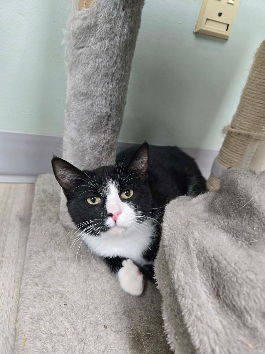 HSCCMaryland's tweet image. 🐱🐔 New Arrivals!
Cats, kittens &amp;amp; barn animals are ready to find their forever (or farm) homes! 💛
Stop by HSCC during open hours or visit 🌐 hscarroll.org/adoption

#HSCC #AdoptDontShop #RescueCats #BarnAnimals #AdoptLocal