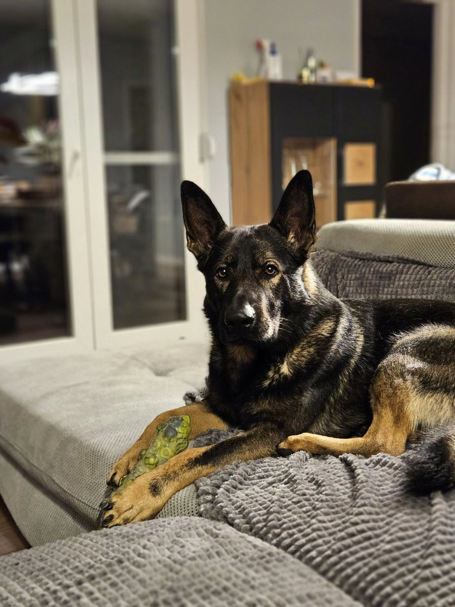 This bitch woke me up at 4 am for "wanting to go outside potty" but guess what... he didn't have to potty, jn fact he wanted to play fetch...