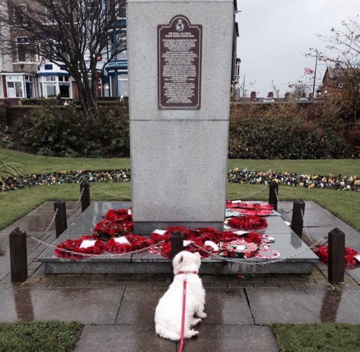 juliebry2020's tweet image. #RemembranceDay