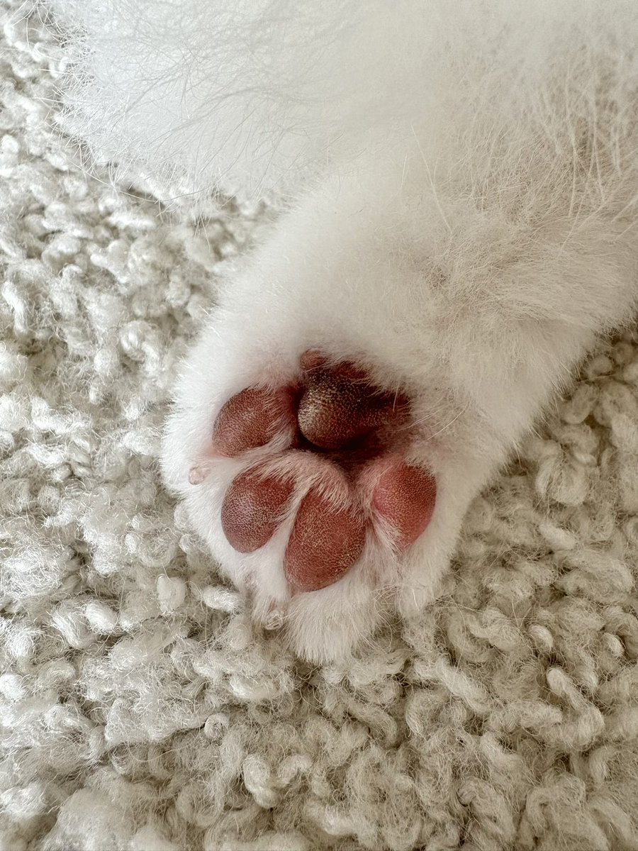 トリミング後のおちりあんよの共有を法律で義務付けたい