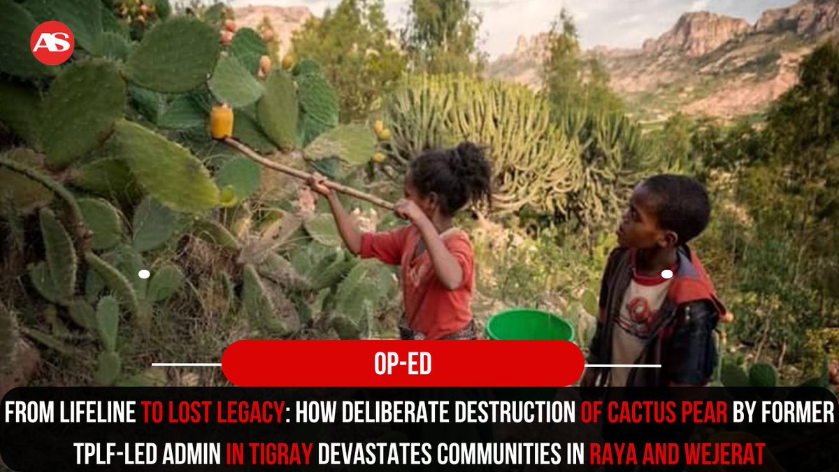 #Op_ed: From Lifeline to Lost Legacy: How deliberate destruction of #cactus pear by former #TPLF-led admin in #Tigray devastates communities in Raya and Wejerat
addisstandard.com/?p=53575

This op-ed, authored by The Raya Torch, an advocacy initiative, contends that for years,