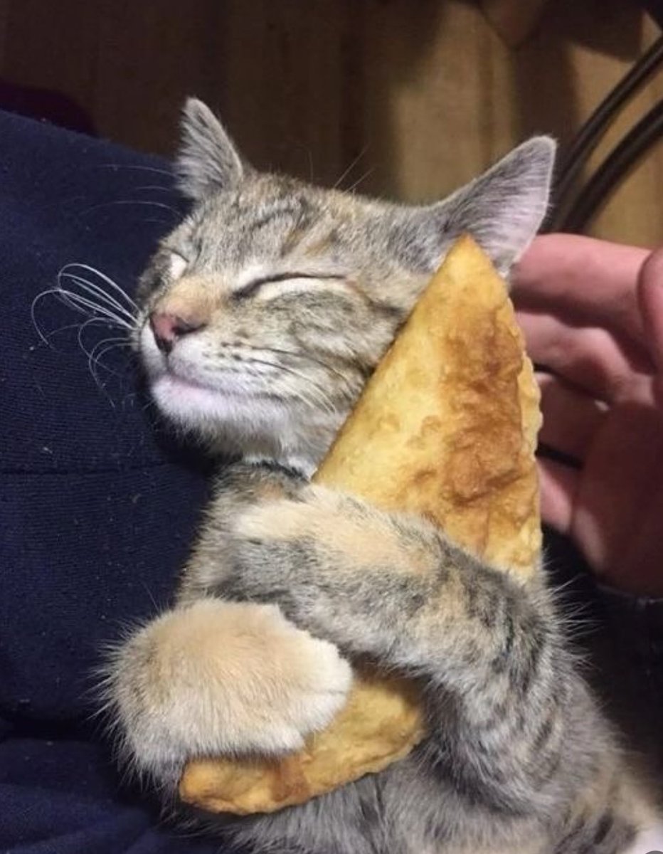 cats with powerful aura tweet media
