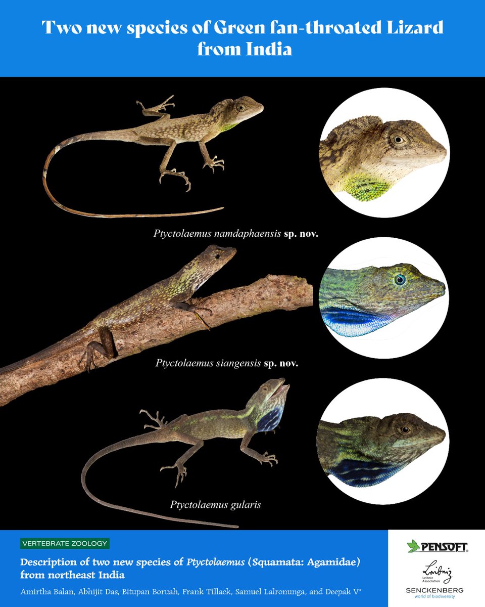 wii_india's tweet photo. @wii_india celebrate the impeccable biodiversity of Arunachal Pradesh with discovery and description of two new species of green fan throated lizard. 
Formally named after Namdapha Tiger Reserve (Ptyctolaemus namdaphaensis) and  Siang river basin (Ptyctolaemus siangensis) from where they were sighted first. This finding also resolved  century old mystery regarding distribution of fan throated lizards across evergreen forests of Northeast India.  

#agamids #arunachalpradesh #assam #biodiversity #biogeography #discovery #evolution #exploration #explorer #fieldwork #lizards #lizardsofinsta  #lizardsofindia #india #indoburma #indochina #meghalaya #mizoram #museum #natgeo #naturalhistory #newspecies #nagaland #northeastIndia #Ptyctolaemus #systematics #taxonomy 

@GobindsagarBha1 @NatGeo, @NatGeoUK,  @Bitupan81035978  @DhaarunDina  @wii_india