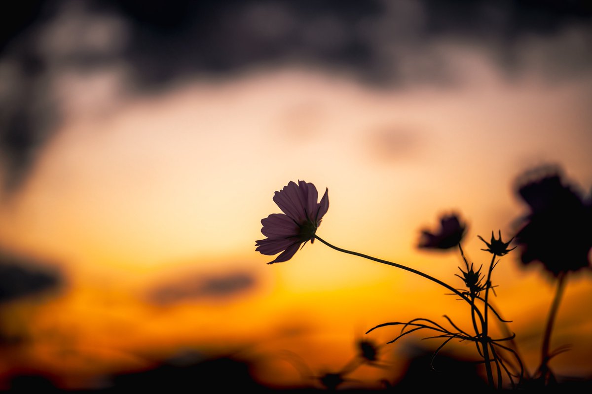 秋桜　コスモス
傑作ばかりなので見て
#けいごフォト