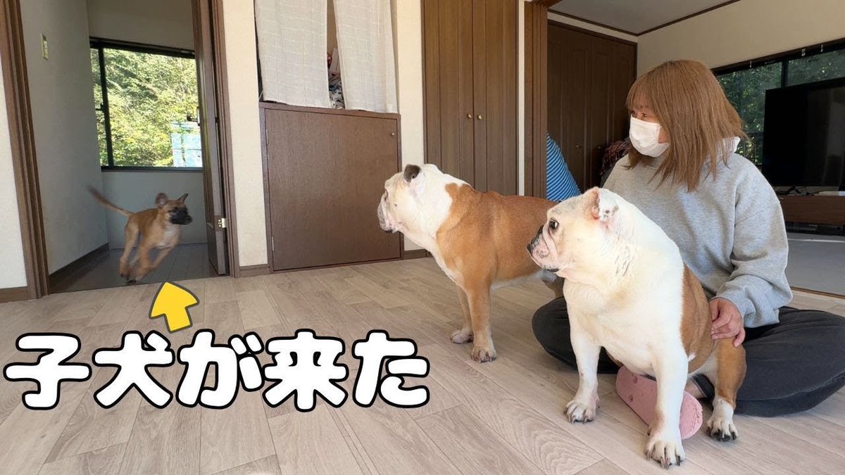 ぶるまる Here is Burumaru trying to act like a senior to the 3-month-old