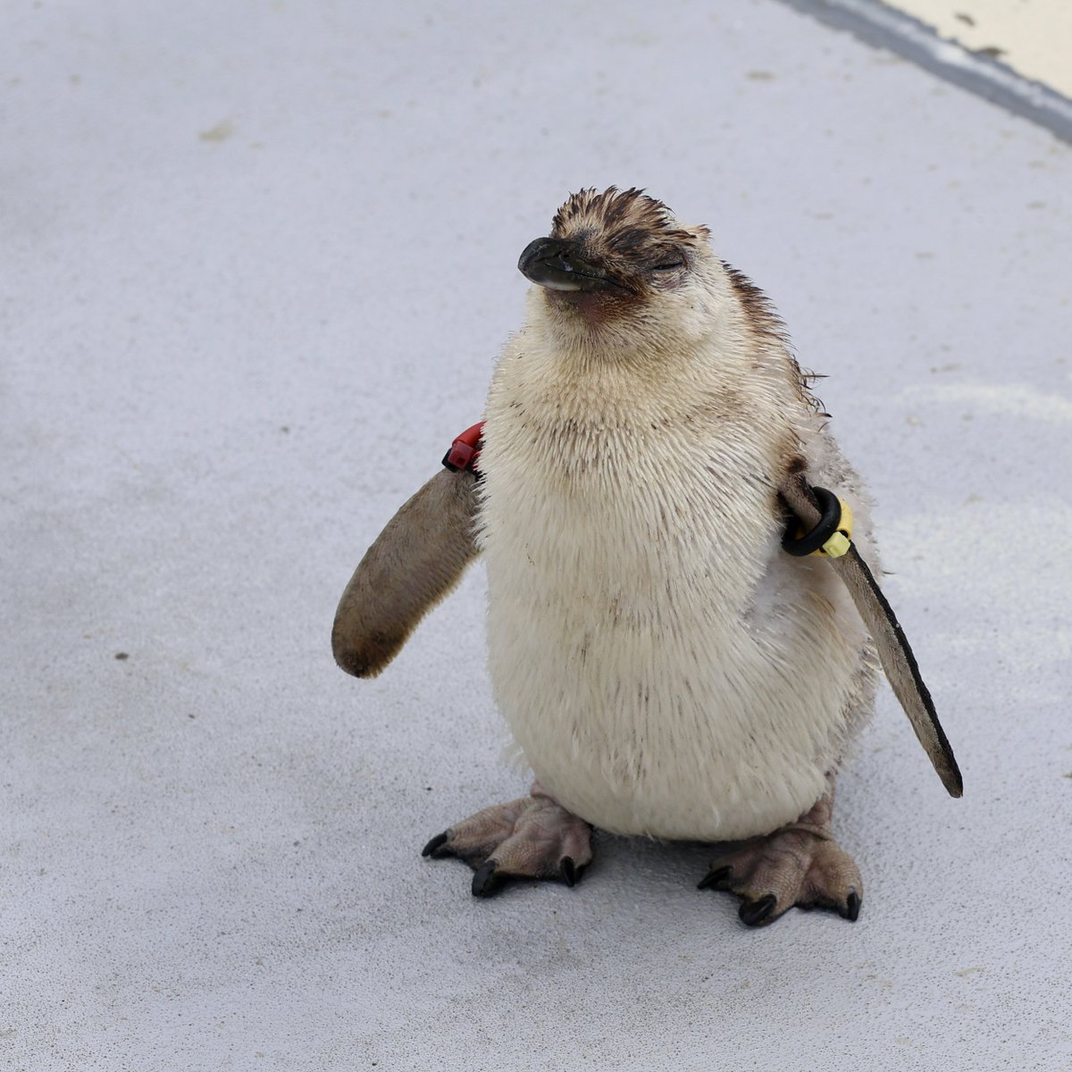 すみぺんページ くわぺん (@_98pen) / Posts / X