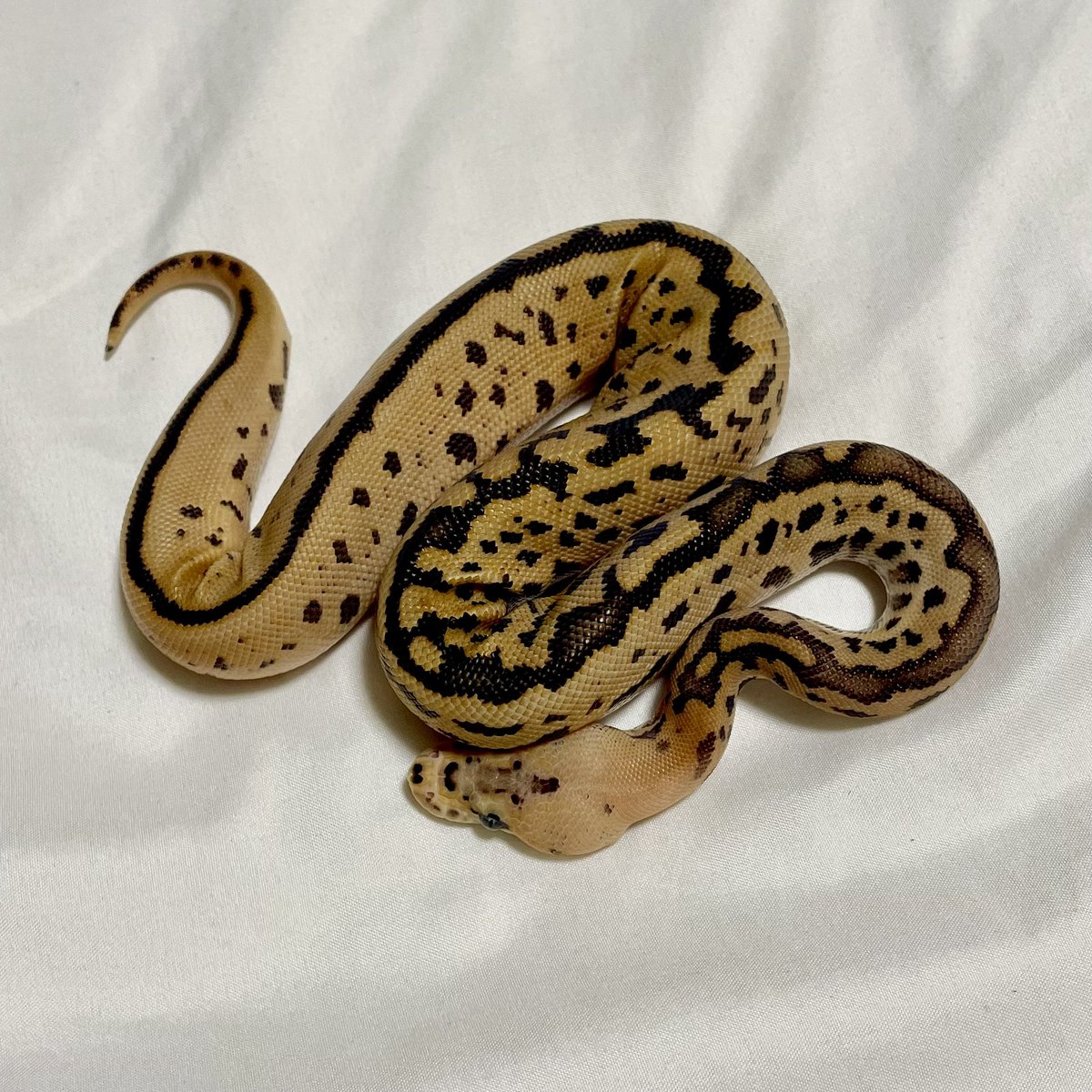 Nell_python's tweet image. ストライプの乱れ方がいいんだよなぁ
ファイアの影響で色が薄くなってきたけどそれはそれで綺麗か