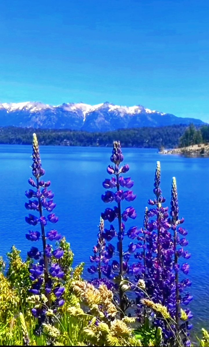 ¡Buen día! ¡Un paisaje de ensueño! Bariloche. 
Patagonia 🇦🇷🧉☀️💙