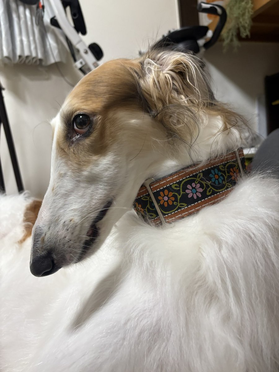 お気に入りのリボンで作ったマーチンゲールカラー
5cm幅がベスト⊹⁺⸜(ᐡ⸝ɞ̴̶̷ ·̮ ɞ̴̶̷⸝ᐡ)⸝⁺⊹