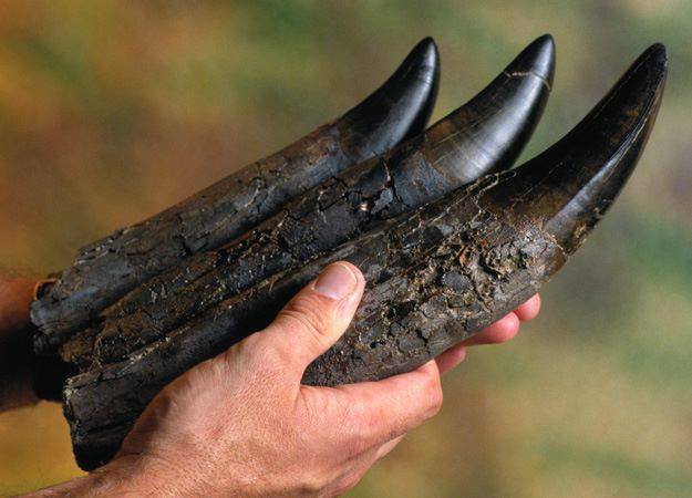 BigBangSciCom's tweet image. 🦖Des dents de T. rex, qui pouvaient exercer une pression allant jusqu&apos;à 30 tonnes/cm²🦷 Bon ap !

Crédits : Kim Steele

#fossile #paléontologie #animaux #nature #dinosaures #dino #Trex