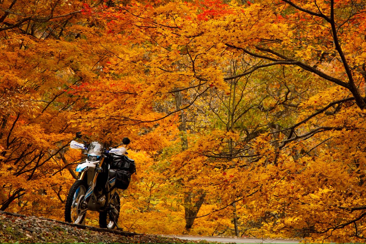 koro_F8's tweet photo. WR250R
久しぶりに紅葉と🍁 https://t.co/6SkdQdKM9S