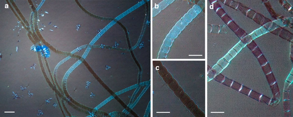 NazologyInfo's tweet image. 生物が作る金属有機構造体（MOF）を初めて発見
nazology.kusuguru.co.jp/archives/187825

ベルギーのアントワープ大は電気を運ぶ不思議な細菌「ケーブルバクテリア」の導線の正体が金属原子と有機分子が格子状につながった「金属有機構造体（MOF）」だと発表。その電動効率は人工有機導線の100倍に達しました