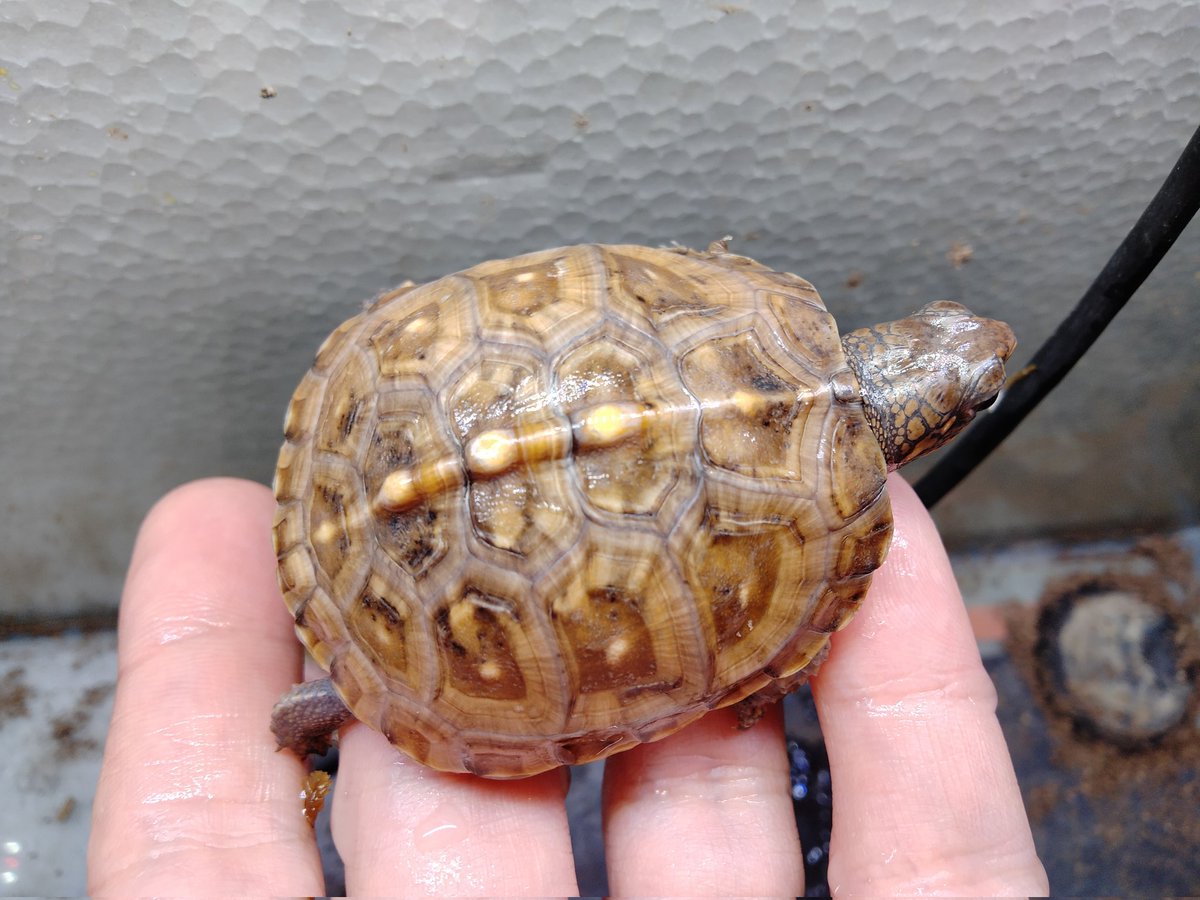 BONZO (@bonzo_n) / Posts / X