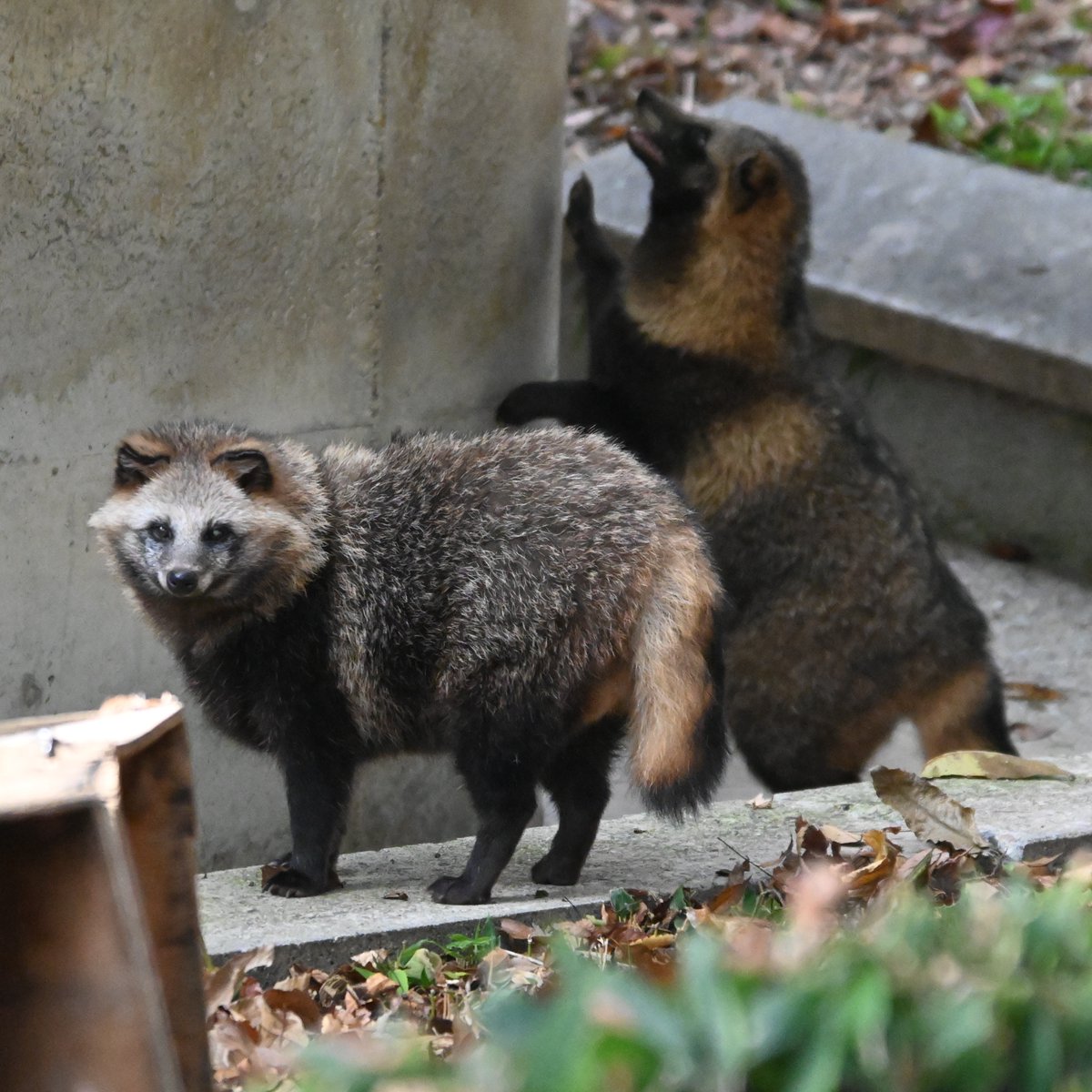 ほしたかゆき（ほしじろ） on X