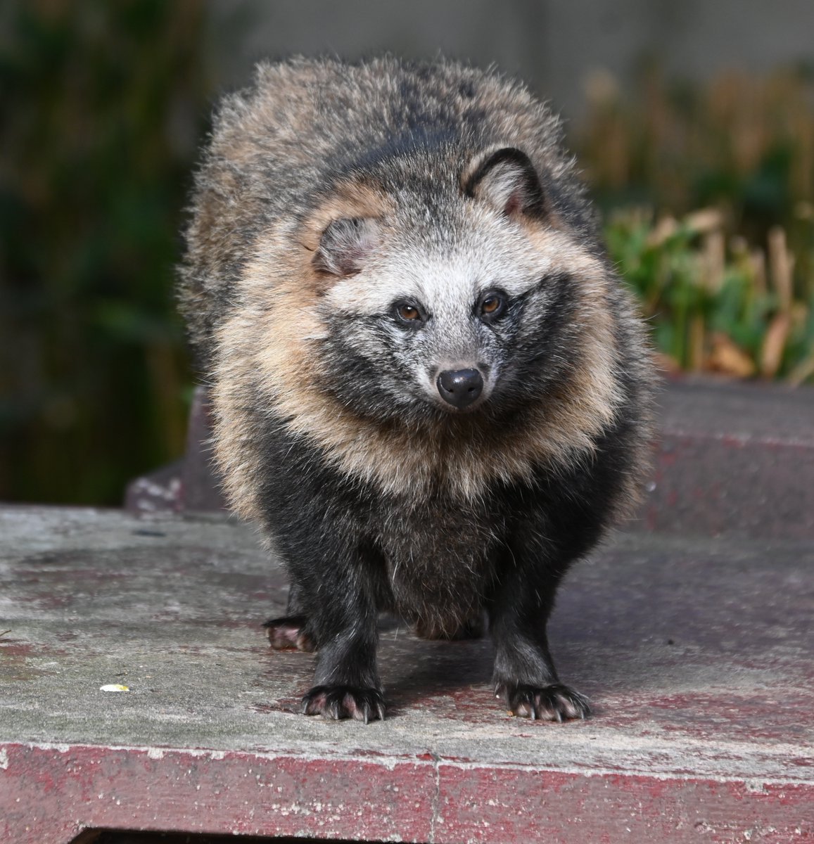 ほしたかゆき（ほしじろ） on X