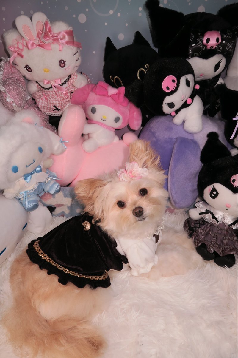 ポメプーのメイちゃん (@may0912may) / Posts / X