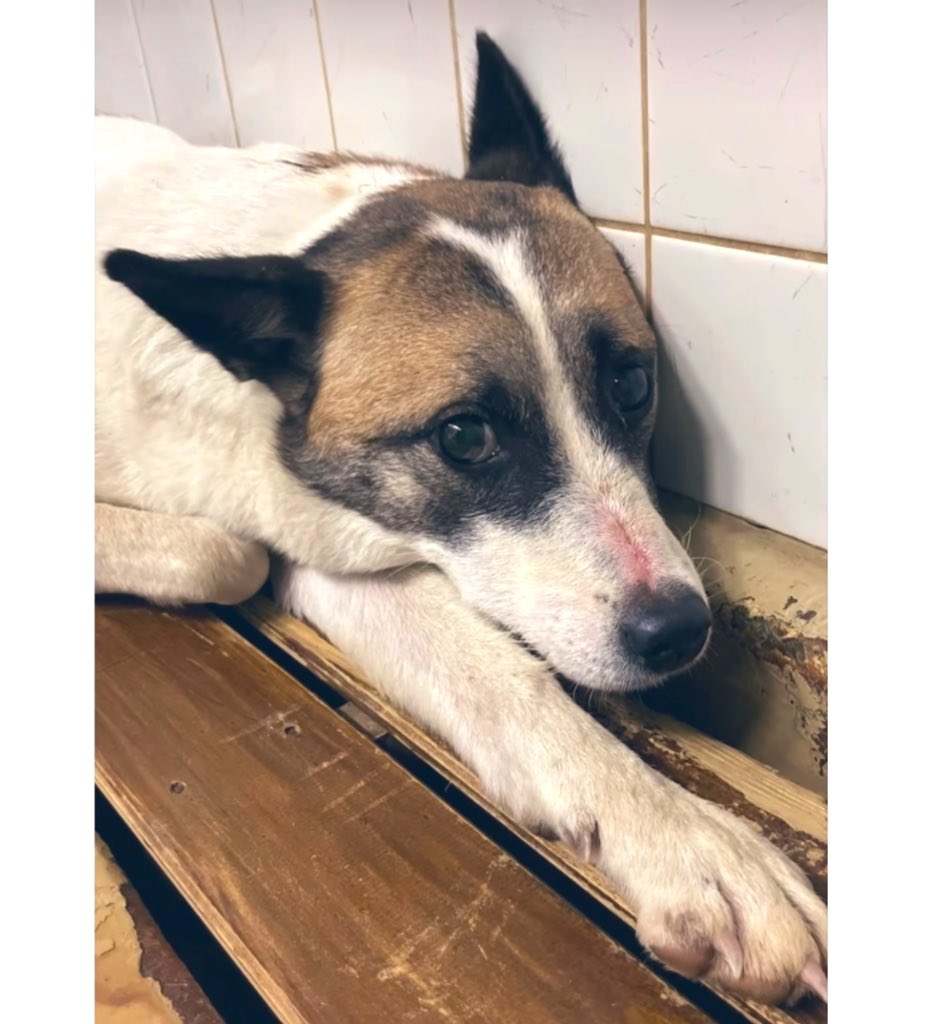 ご連絡ないので、キャンセル扱いとさせて頂きます！春駒様♡オーダー１２月８日 SAKUSOU (@SAKUSOU222) / Posts and Replies / X