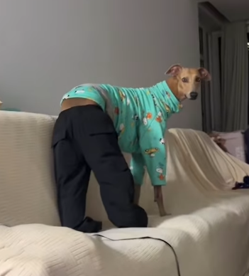 HealthLifecode's tweet image. There&apos;s a super viral dog wearing trousers

he got 4mil likes in 24 hours on instagram...

This is insane