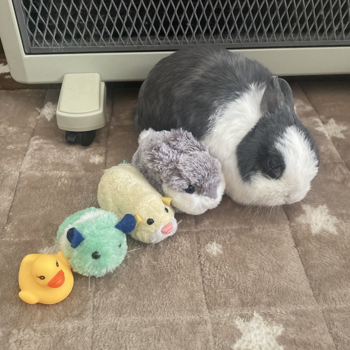 こんばんはもこ🐰 
寝耳うさぎさん🐰😊
#うさぎ　 #立ち耳うさぎの日