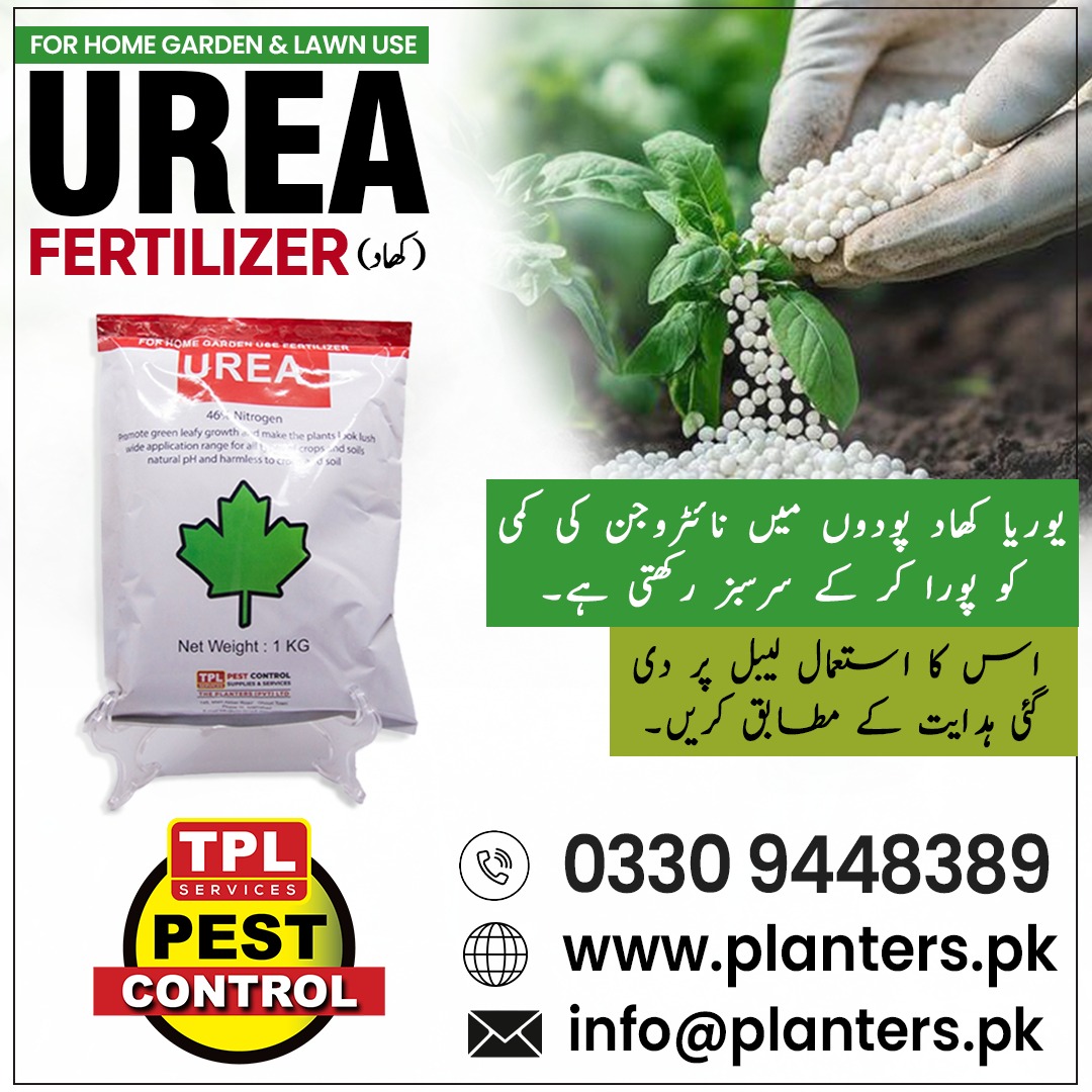 TPLPestControl's tweet image. یوریا کھاد پودوں کو نائٹروجن فراہم کر کے ان کی بڑھوتری تیز اور پتے زیادہ سرسبز بناتی ہے۔

 Call: 0512303380
 website: planters.pk
our daraz store: daraz.pk/shop/gsyzdz7m

#یوریا_کھاد #پودوں_کی_غذا  #سبز_پودے #PlantersPK #TPLPestControl #Fertilizer #UreaFertilizer