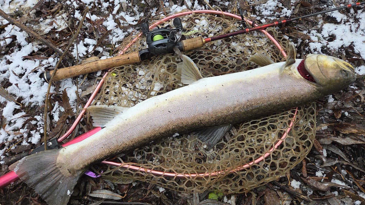 ナナクラスプーン