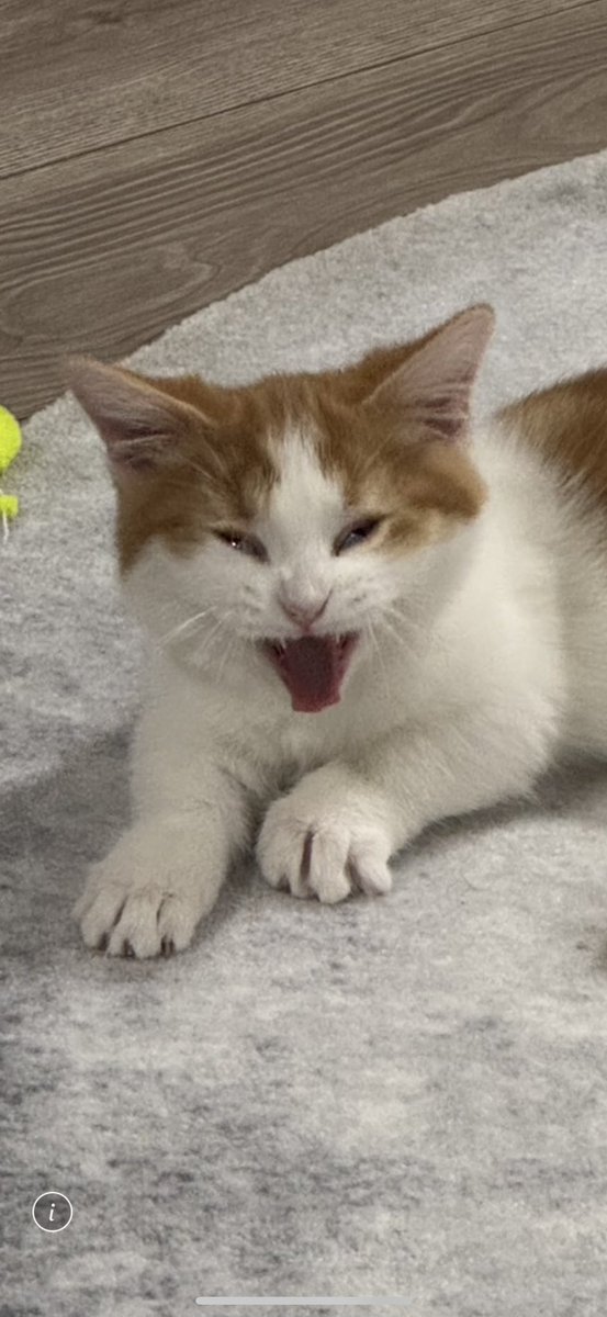 みずちゃん我慢のナイス3着！！！

2戦目は仲林行ってきます！

今日という今日はやったるぞ！！

このぐらいの気概を持って戦ってきます🐈

#もずくふぉと