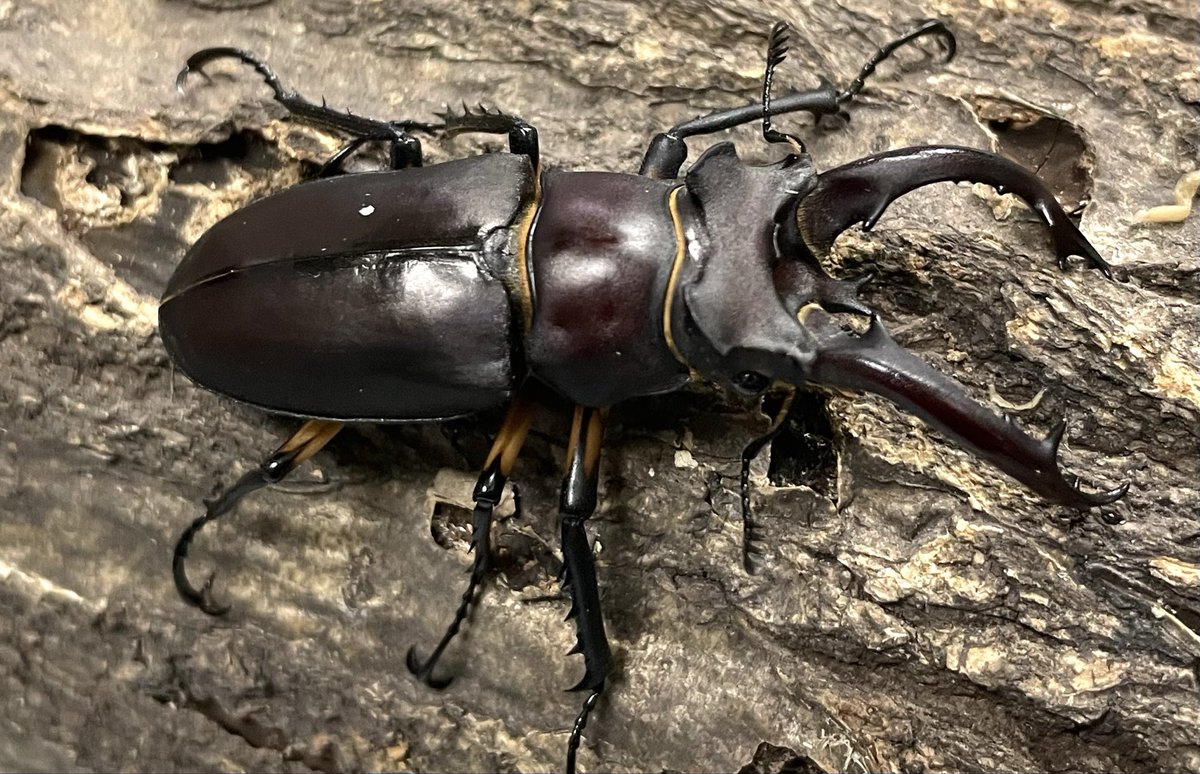 オオクワモンスター (@monster7_com) / Posts / X