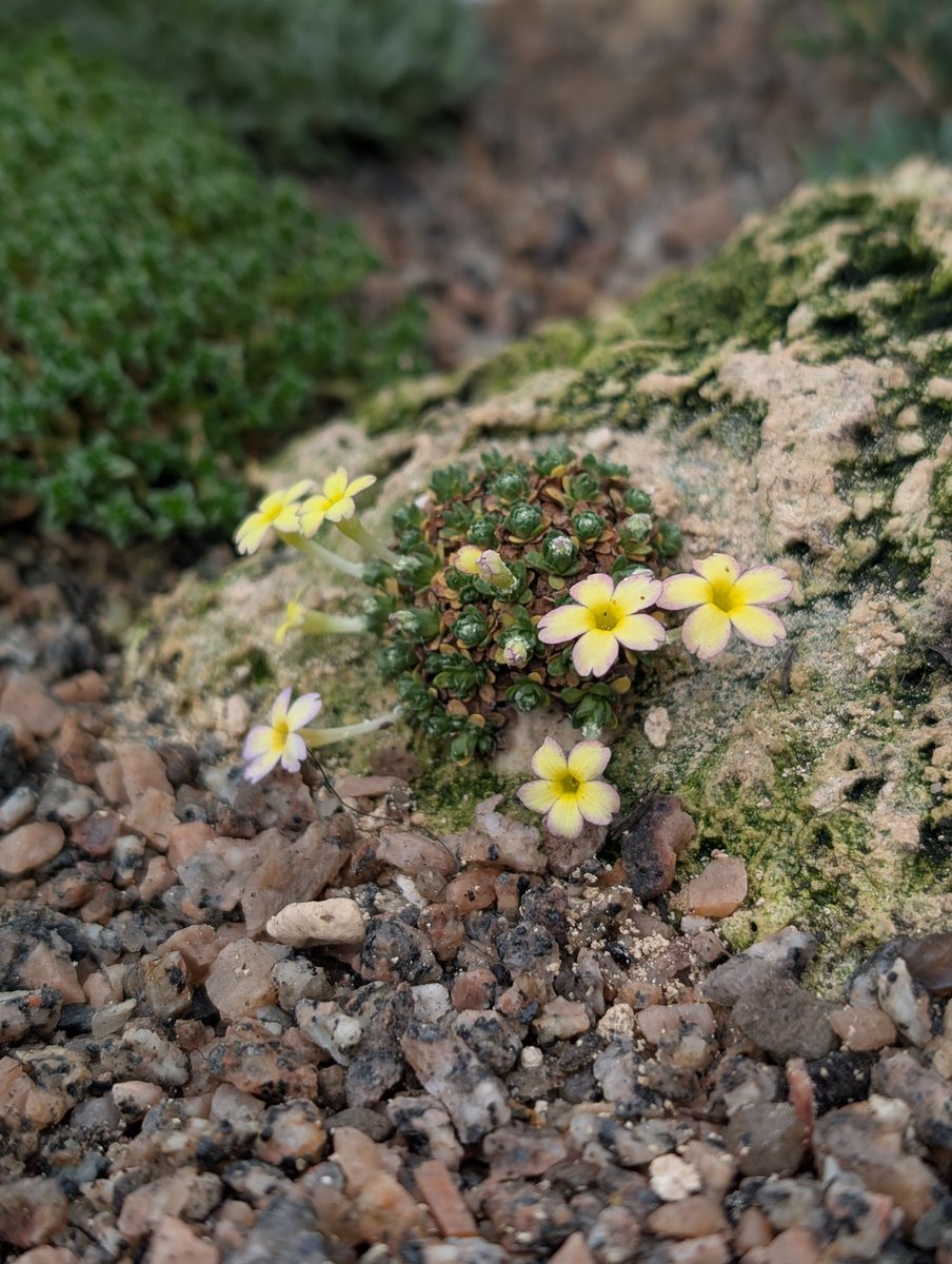 It's not Spring #dionysia