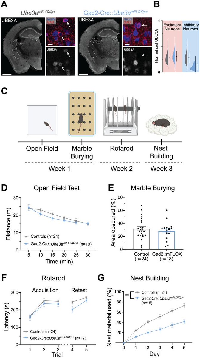 SfN Journals tweet media