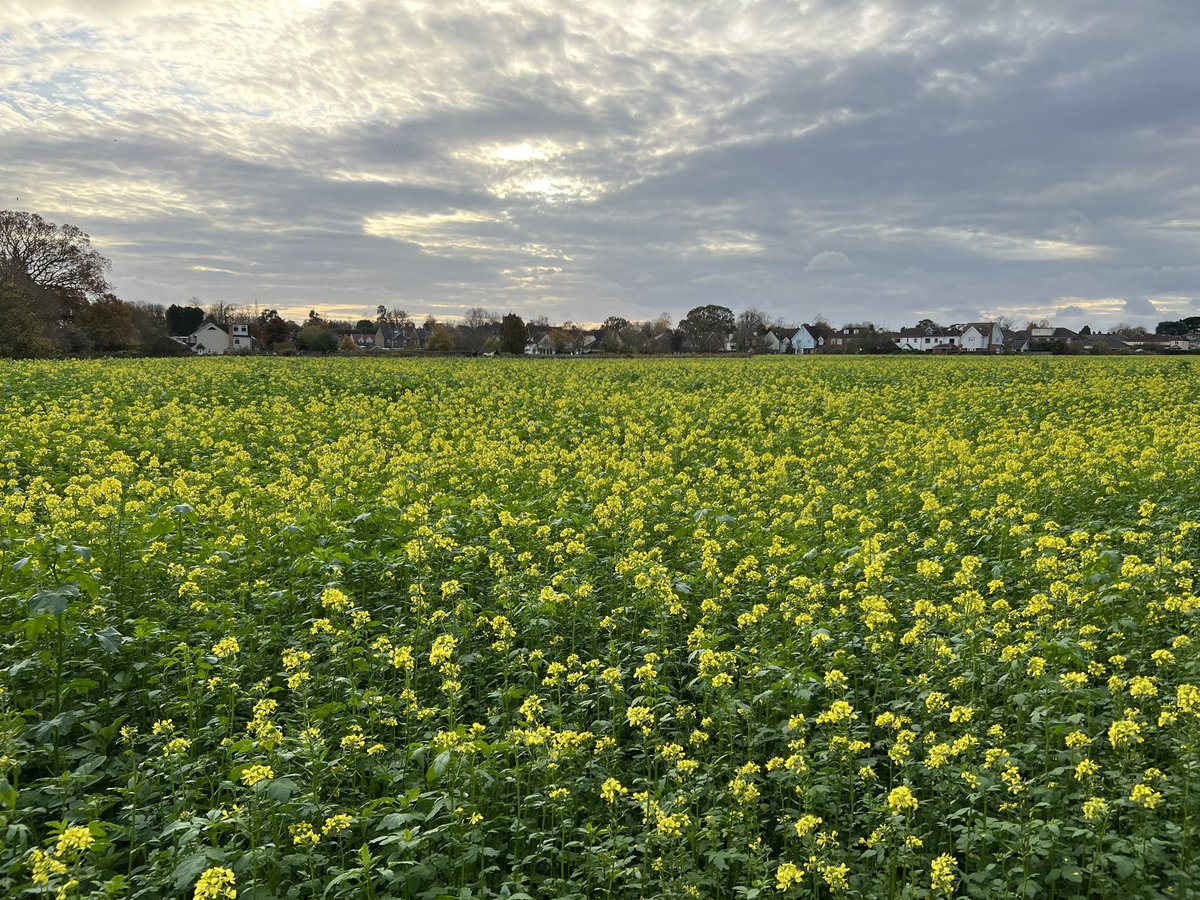 It’s November why is this flowering. Never seen this before any farmers out there can enlighten me? <a href="/JeremyClarkson/">Jeremy Clarkson</a> #farmers #wintercrops