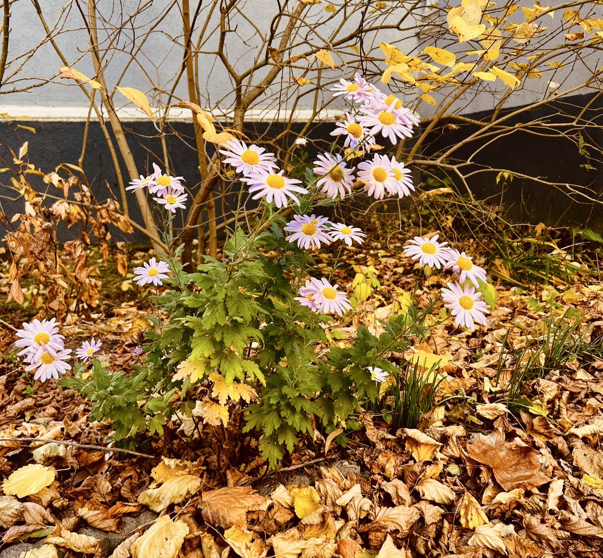 Ich wünsche euch übrigens weiterhin einen super schönen Dienstag. Bleibt cool und so. 😃👍

#PlaySoulsIstNochDa