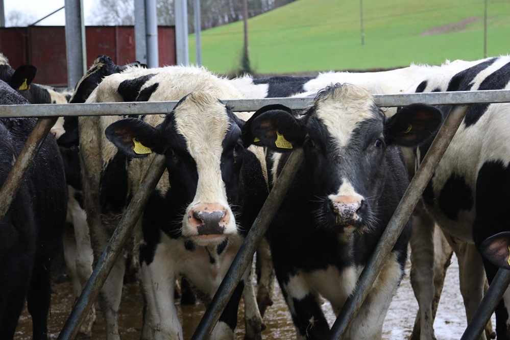 CXCSltd's tweet image. Bluetongue travel restrictions lifted!

From 10th November, Wales and England will operate as one BTV-3 restricted zone, removing the hard border and giving a major boost to farmers &amp;amp; livestock markets. 

Read more 👉 gov.wales/welsh-governme…
#Bluetongue #CXCS #Livestock