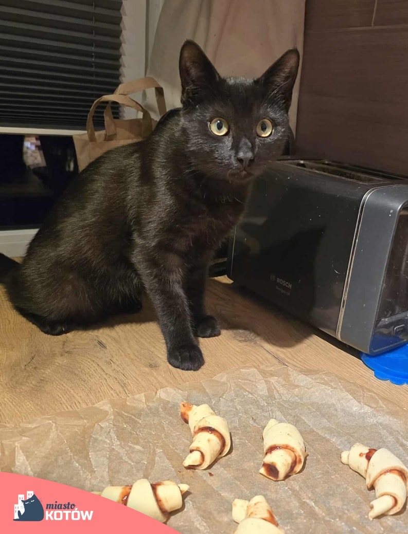 Co nowego u Ciastka 🧁

Imię zobowiązuje. Na Marcina je się rogale, a Ciastek jest mistrzem w ich zawijaniu. Do każdego dołożył coś od siebie 😅

Jeśli chcecie mieć w domu takiego pomagiera, który zawsze pomoże bałaganić i nie sprzątać, to dzwońcie do Lidki ☎️ 504 579 853 😎