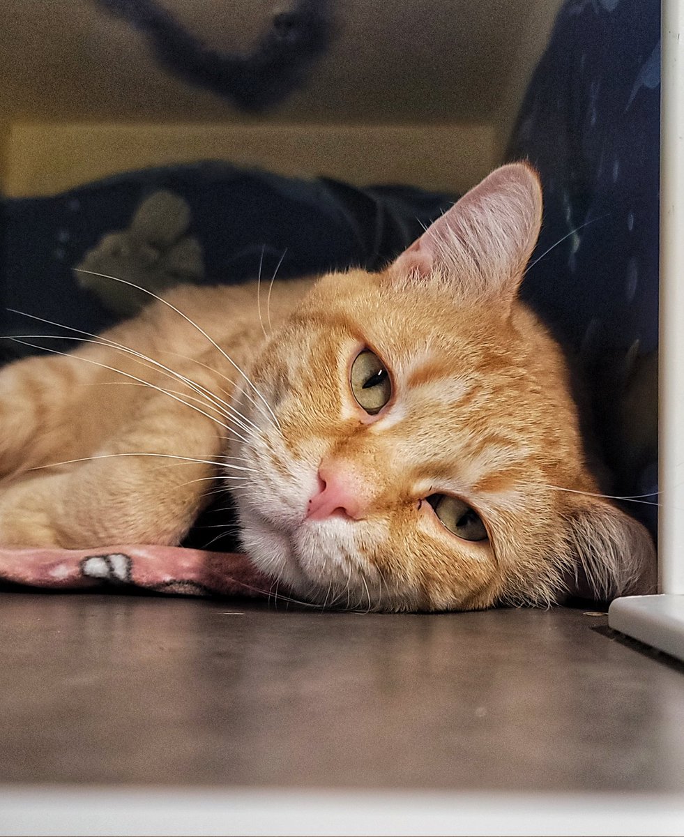 Crash's Landing tweet media